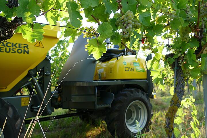 DW15e in the vineyard
